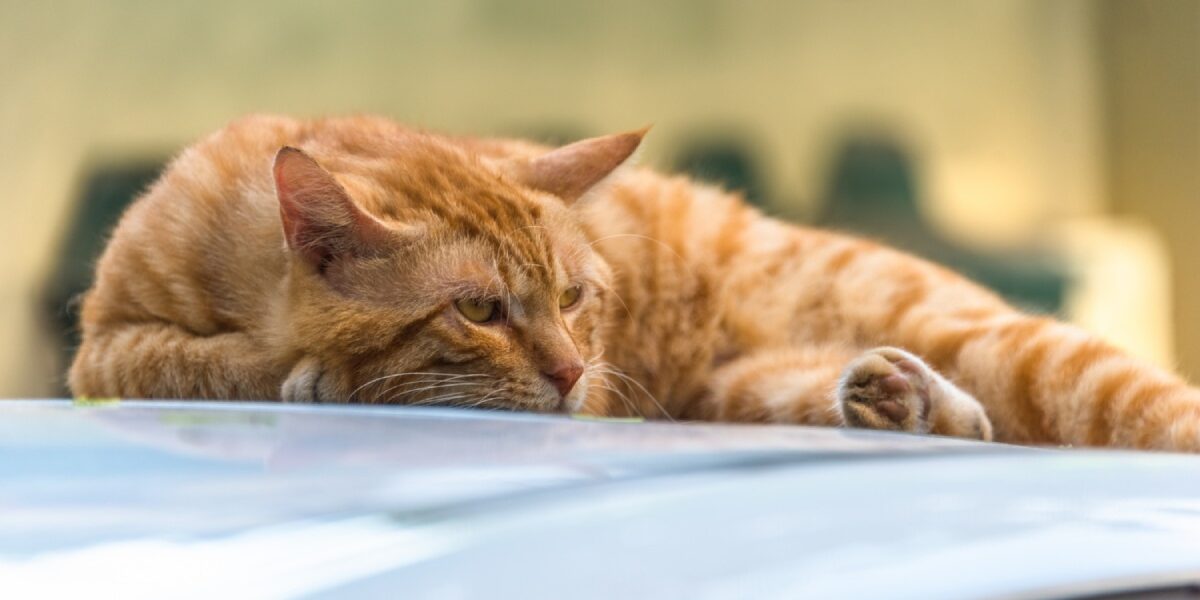 車の上の猫