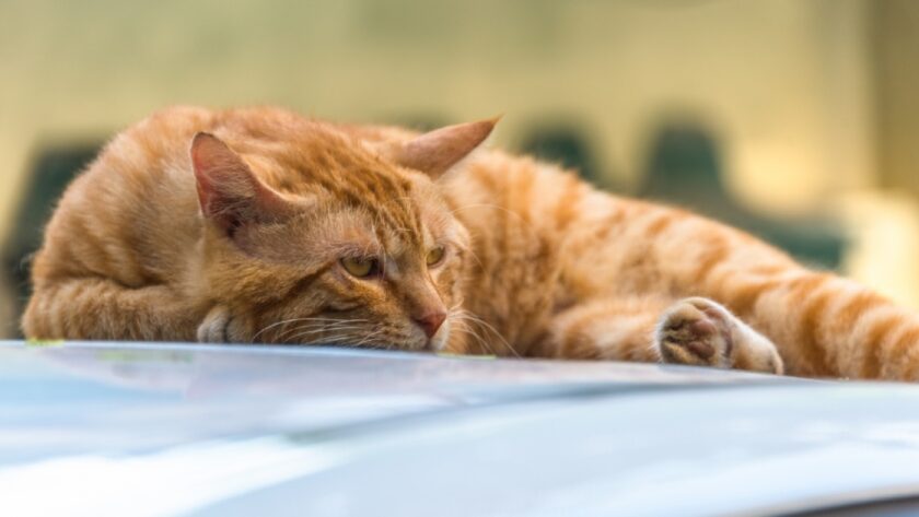 車の上の猫