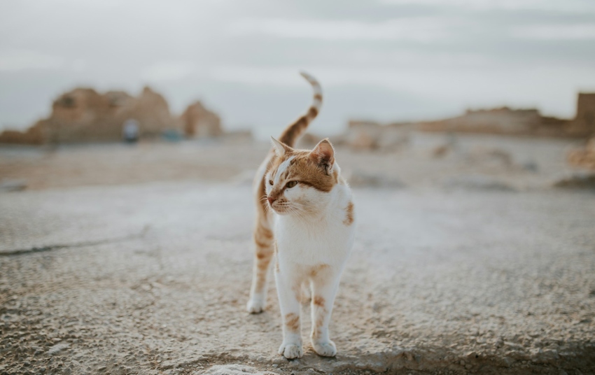 マルタ　野良猫の餌やり