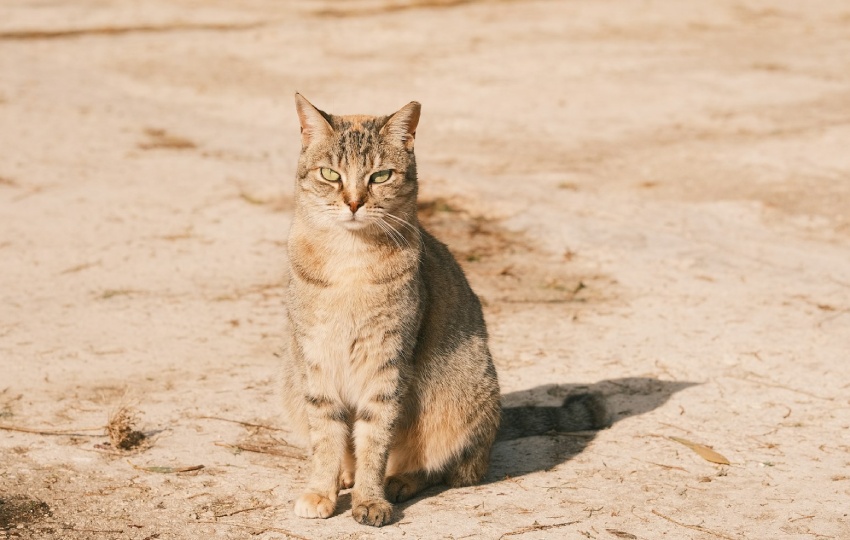 島にいる猫